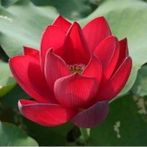 5 Adet Kırmızı Lotus Çiçeği Tohumu Organik Su Çiçeği Tohumu Hediye Tohumludur