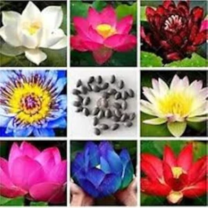 5 Adet Tohum Nadir Bulunan Karışık Lotus Çiçeği Nilüfer Su Çiçeği Tohumları Hediye Tohum
