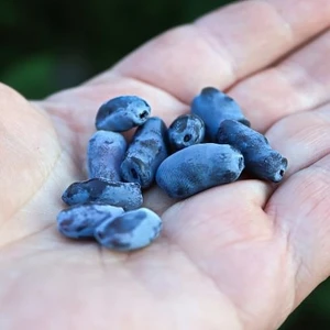 Anka Bahçe Bal Yemişi Fidanı (Honeyberry)