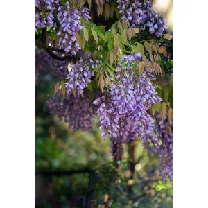 1-2 Yaş Arası Tüplü Mor Salkım (Wisteria) Fidanı - Göz Alıcı Çiçekli Sarmaşık