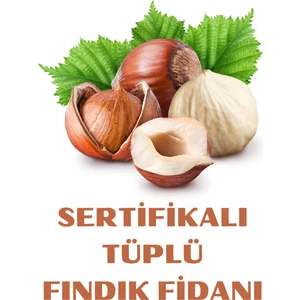 Şanguloğlu Tarım Sertifikalı Tüplü Fındık Fidanı Sarı Çakıldak 1 Yaş
