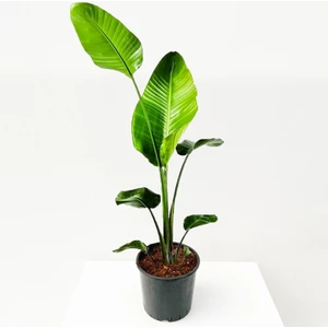 Fidan Burada Starliçe - Beyaz Cennet Kuşu 60-80 Cm (Strelitzia Nicolai)