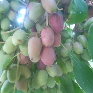 Kivi Berry Kırmızı Purpurna Sadowa