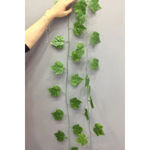 Yaprak Yeşil Uzun Sarmaşık