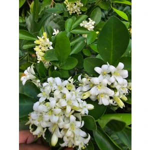 Murraya Paniculata, portakal çiçekli yasemin. Yoğun kokulu, 40-60 cm arası boyda.