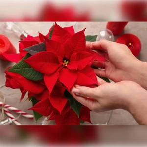 Anka Fidan Atatürk Çiçeği Ponsetya ( 50-60 ) cm