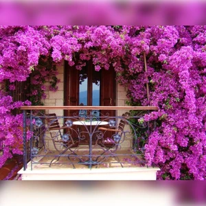 Anka Fidan Begonvil Sarmaşığı Fidanı(Gelin Duvağı) Sarılıcı Pembe Tırmanıcı  Saksıda ( 120-150 ) cm