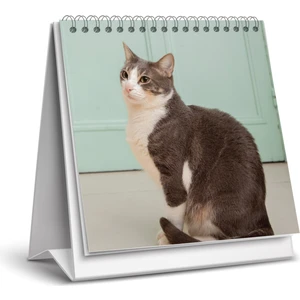 2026 Kedi Masa Takvimi