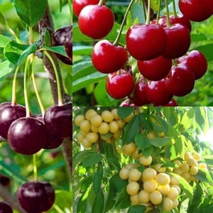 Doğan Fidancılık 3'lü Paket Kiraz , Vişne , Beyaz Kiraz Fidanı 3 Yaşında Tüplü 120 -150 cm