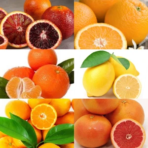 Doğan Fidancılık 6'lı Fidan Kan Portakalı ,erkenci Portakal, W. Murcott Mandalina, Limon, Satsuma Mandalina, Greyfurt Fidanı 3-4 Yaş Fidanı Boy 120-150 cm