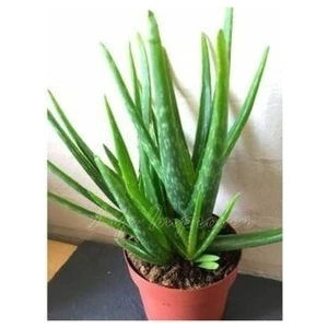 Alovera Fidanı Sarı Sabır 20 cm