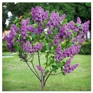 Leylak Fidanı Saksılı 80-100 cm