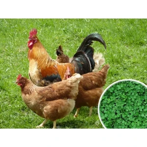 Yıldız Tohum  Tavuk Yoncası Tohumu 1 kg Ak Üçgül Tohumu Bodur Yonca Süs Yoncası Trifolium Repens
