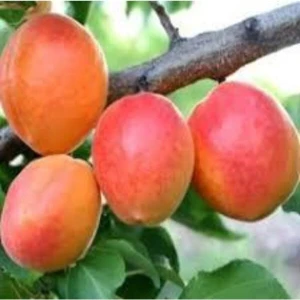 5 Adet Tohum Şekerpare Kayısı Bodur Bonsai Ağaç Tohumu Organik Tohum