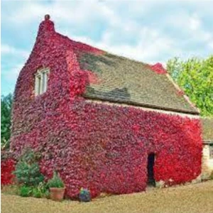 10 Adet Tohum Çok Nadir Bulunan Kırmızı Amerika Samaşık Tohumu Saksı Toprak