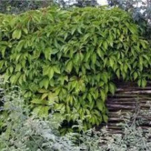 30 Adet Tohum Sarmaşık Tohumu Amerikan Sarmaşığı Tohumu Sarmaşık Çiçeği Tohum