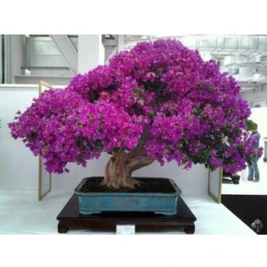 Bodur Bonsai Erguvan Ağacı Tohumu 5 Adet Tohum