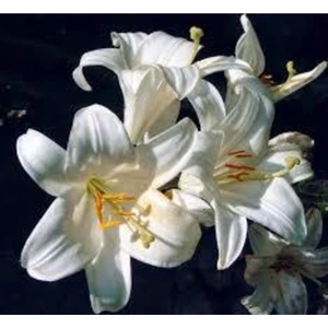 20 Adet Tohum Nadir Bulunan Beyaz Japon Zambak Çiçeği Tohumu