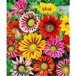 50 Adet Nadir Bulunan Kazanya Çiçeği Tohumu Gazanya Çiçek Tohumu Saksı Toprak