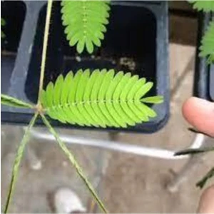 25 Adet Tohum Organik Bahçe Çiçekler Küstüm Çiçek Tohumu Mimoza Çiçeği Saksılık Balkon Çiçeği Saksı