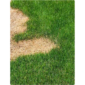 Yıldız Tohum Tamir Çimi Çim Tohumu 5kg