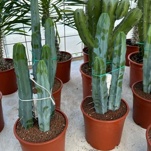 Reyon Bahçe Özel Seri Büyük Boy Üçlü Dikim Sütun Kaktüsü (Myrtillocactus Geometrizans)
