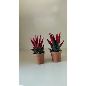 My Çiçekçim Kadife Kaplama Sukulent Renkli Sukulent Kaktüs Ikili Kırmızı 5.5 cm Saksıda Ev,ofis,salon Bitkisi