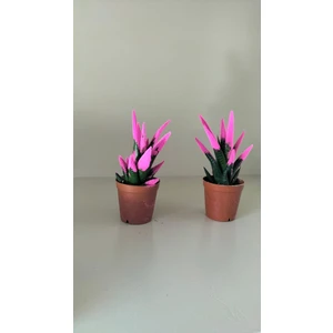 My Çiçekçim Kadife Kaplama Sukulent Renkli Sukulent Kaktüs Ikili Pembe 5.5 cm Saksıda Ev,ofis,salon Bitkisi