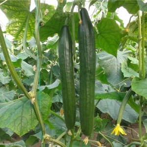 20 Adet Tohum Sırık Langa Uzun Meyveli Salatalık Hıyar Tohumu