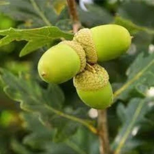 5 Adet Tohum Dev Palamut Ağacı Tohumu Sürpriz Hediye Tohumludur