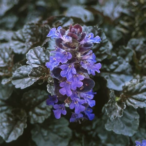 Ajuga Bitkisi – Mayasıl Otu 10 Adet