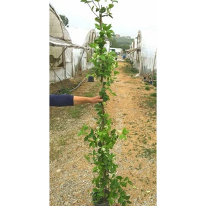 ARAP YASEMİNİ BÜYÜK BOY 2-2.5 METRE -  3 ADET ÇİÇEKLİ KOKULU SARI