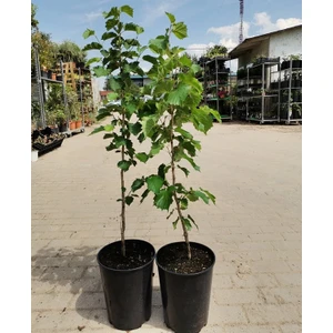 Fındık (Çakıldak) Fidanı 3 Yaş 2 Adet Tüplü