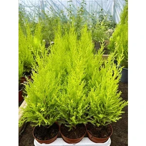 Garden Box Bahçelerin Vazgeçilmezi Limon Çamı Fidanı 20 Adet Tüplü 15-25CM Bahçe Bitkisi