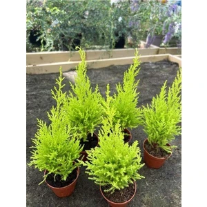 Garden Box Fomlu Canlı Limon Kokulu Limon Çamı Fidanı 30 Adet Tüplü Dış Mekan Çit Bitkisi