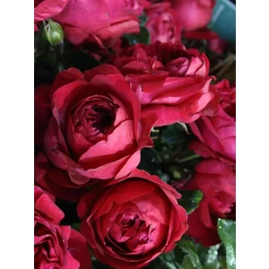 Florentina™ Arborose Premium Saksılı Gül