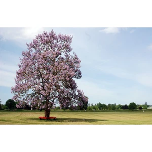 Pavlonya Ağacı Fidanı 3 Adet - Paulownia Tementosa 30-50 cm