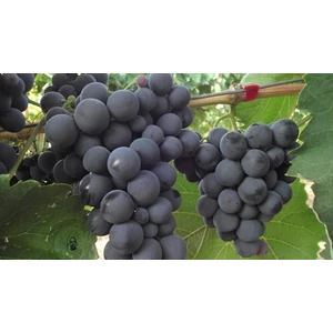 4 Yaş Alphonse Lavella Siyah Üzüm Fidanı