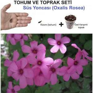 1 Adet Rizom (Tohum) ve Toprak Bitki Seti,  Süs Yoncası, Oksalis Çiçeği, Pembe Çiçek Açar, Oxalis Rosea