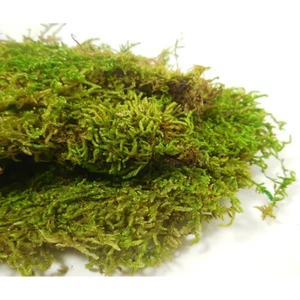 Gurme Bitki Kaya Yosunu Paket - Doğal Yosun Moss Köklendirme Orkide Teraryum Yosunu