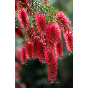 Saksıda Fırça Çalısı Fidanı 130/170 cm