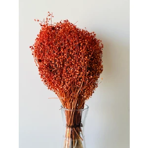 B'clara Home Kuru Çiçek Turuncu Kalp Otu Demeti Vazo Çiçeği