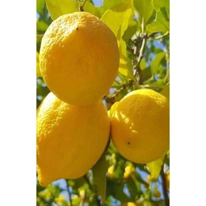 Tüplü Aşılı Üzeri Meyveli Yediveren Limon Fidanı 3 Yaş 2 Adet