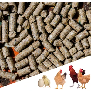 10 KG Pelet Proteinli Özel Tavuk Kaz Ördek ve Kanatlı Hayvan Besi Yumurta Yemi 10KG