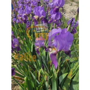 Kalite Sepetinde Mor Zambak Iris Çiçeği Fidanı 20-40CM