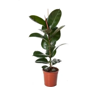 Kauçuk Bitkisi Salon Güzeli (Ficus Elastica) 100 cm