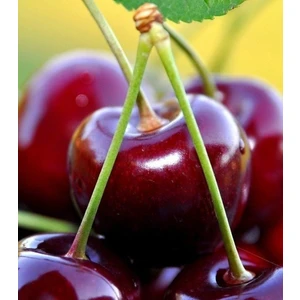 4 Yaş Aşılı  Z 900 Kiraz Fidanı