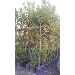 4 Yaş Londra Çınar Ağacı Fidanı