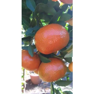 Tüplü Aşılı Murcott Mandalina Fidanı