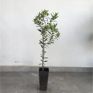 Saksılı TAM Bodur Arbequina Zeytin Fidanı 1 Yaş - 40-60 Cm Boy